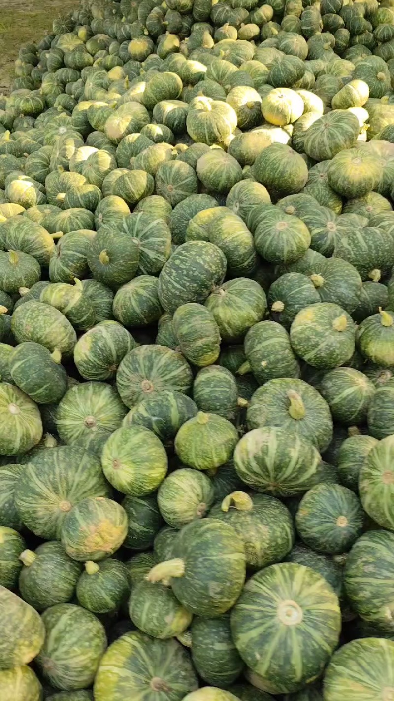 板栗南瓜