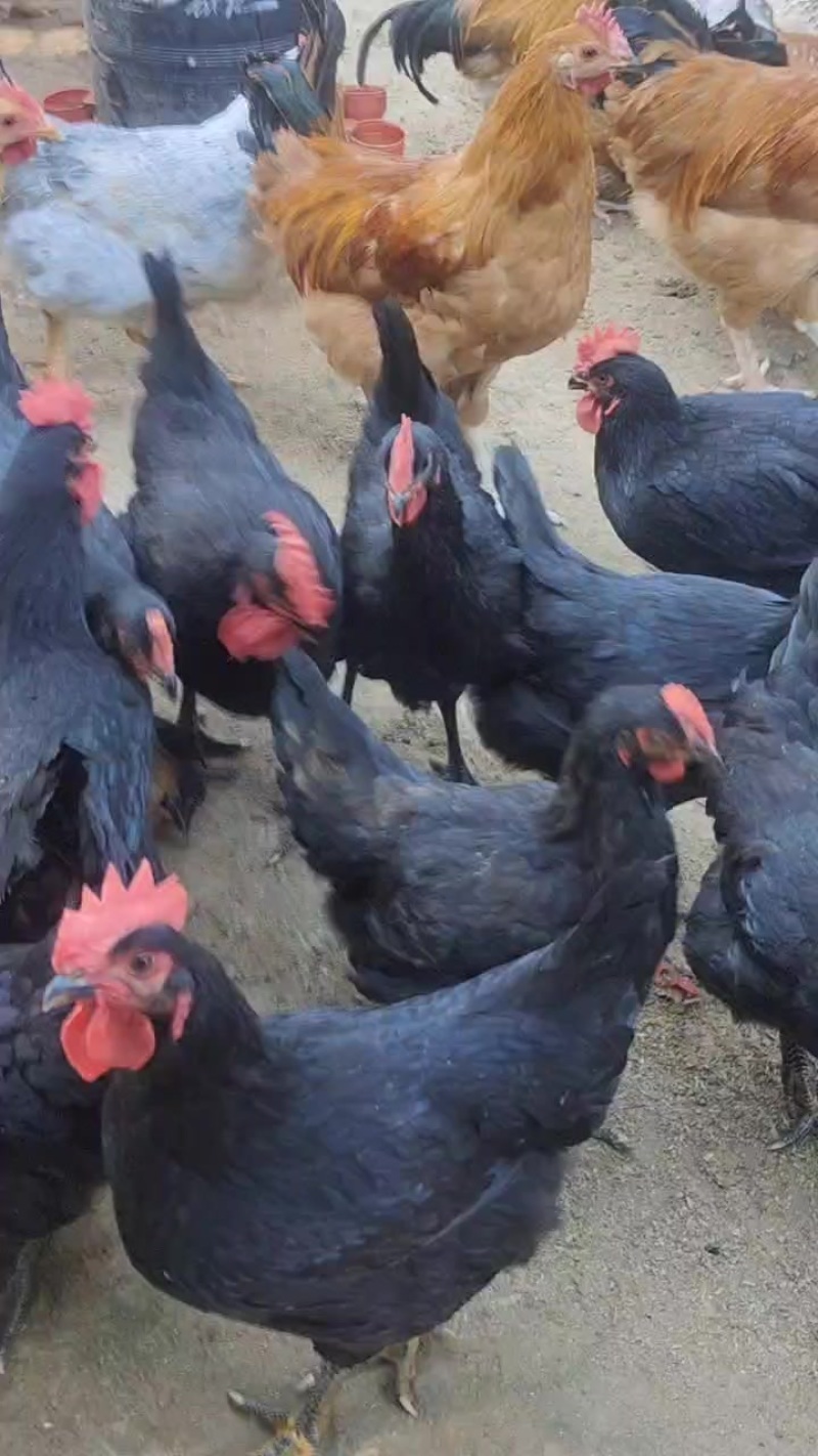 黑凤鸡，麻羽，白芦花，清远麻，黑瑶，文昌鸡，阉鸡，公鸡