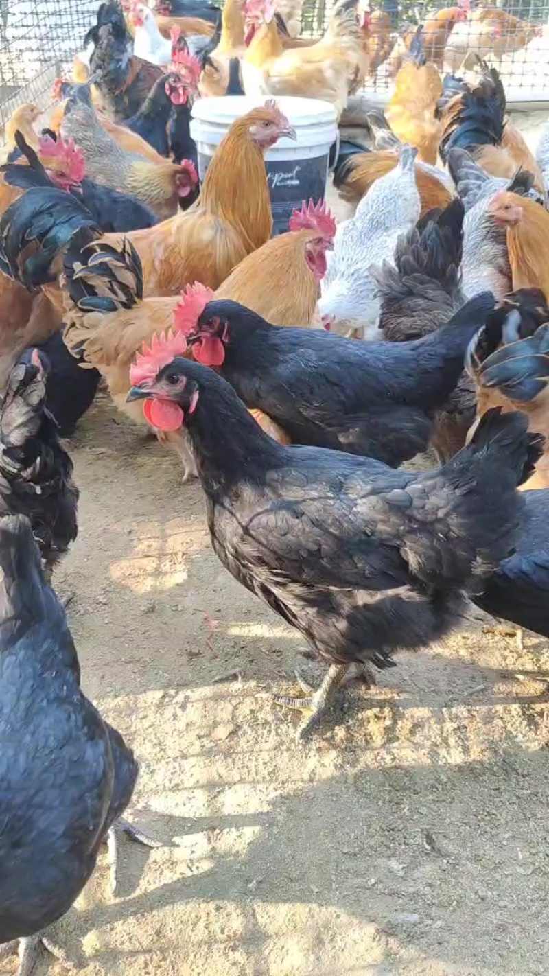 黑凤鸡，麻羽，白芦花，清远麻，黑瑶，文昌鸡，阉鸡，公鸡