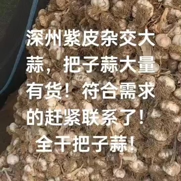 紫皮杂交大蒜现在大量有货把子蒜！