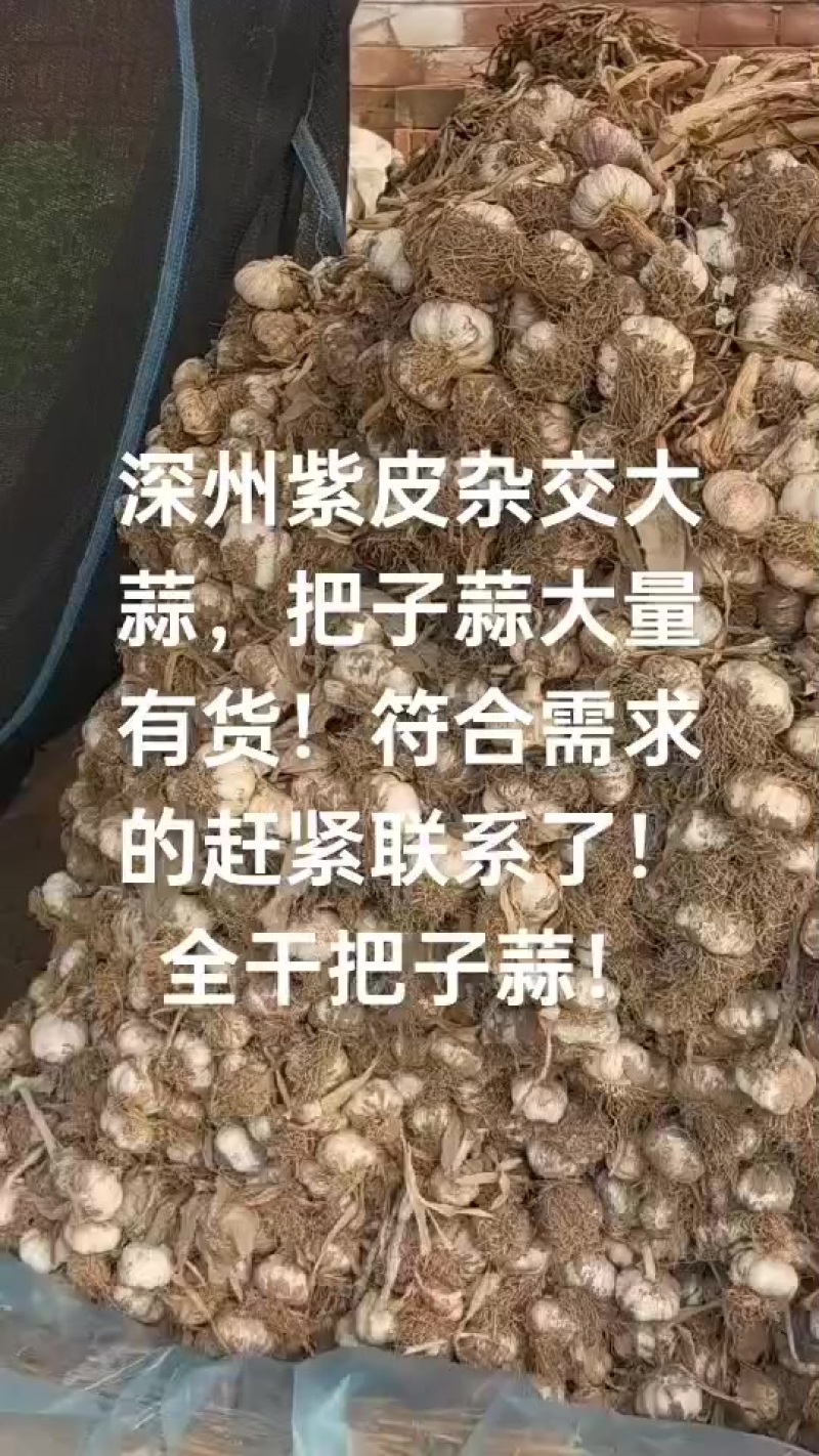 紫皮杂交大蒜现在大量有货把子蒜！