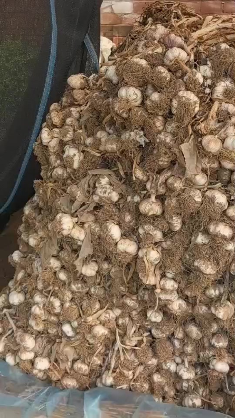 紫皮杂交大蒜现在大量有货把子蒜！