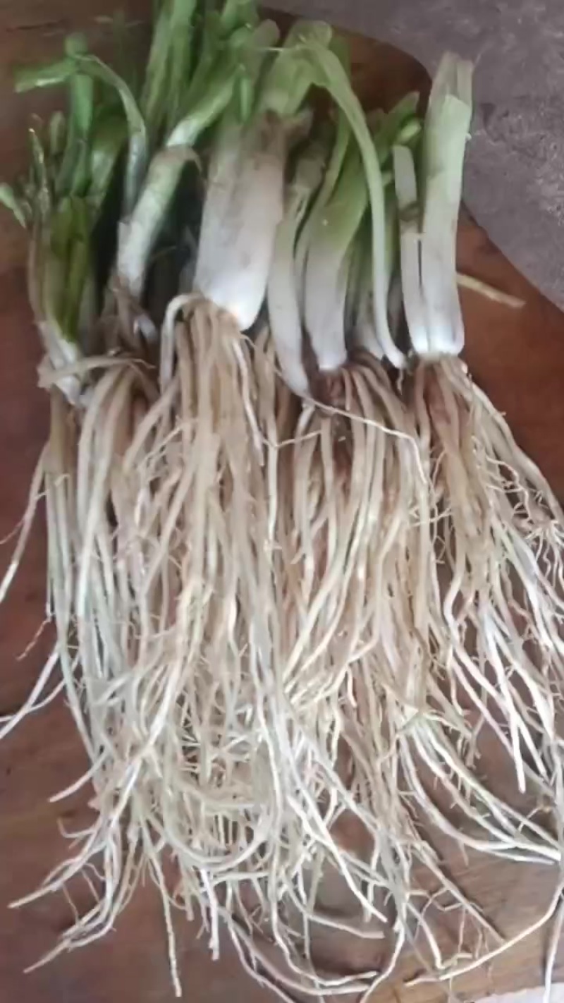 自家种植胚菜根