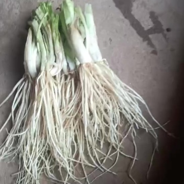 自家种植胚菜根
