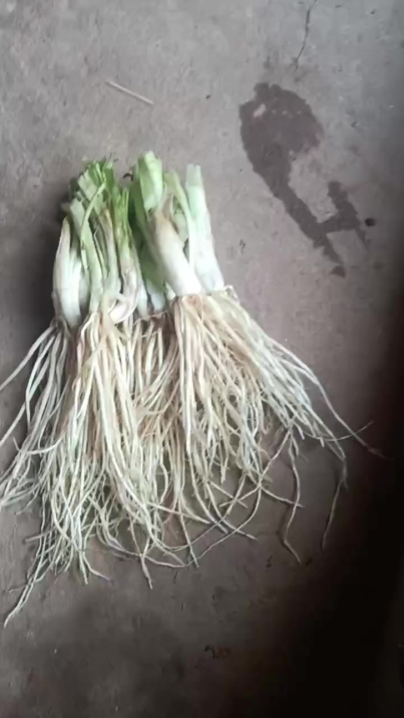 自家种植胚菜根