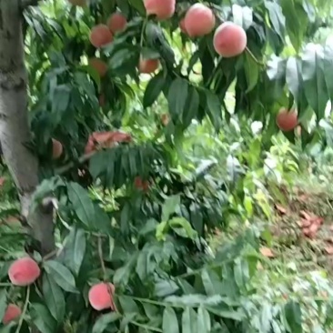 桃