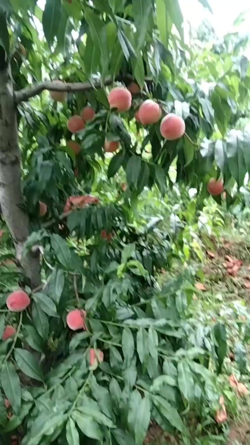 桃子来了