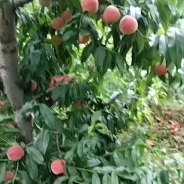 桃子来了