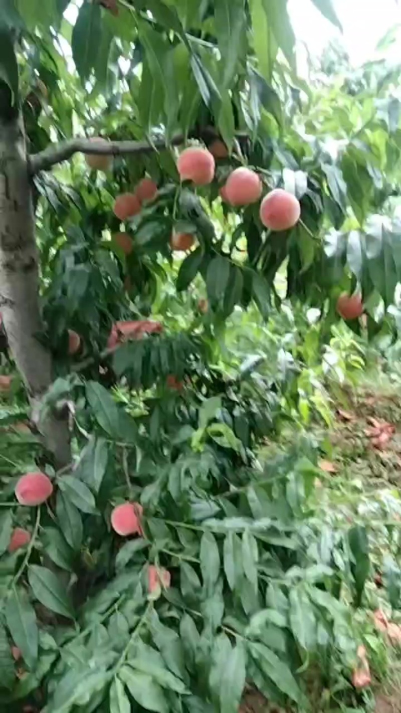 桃子来了