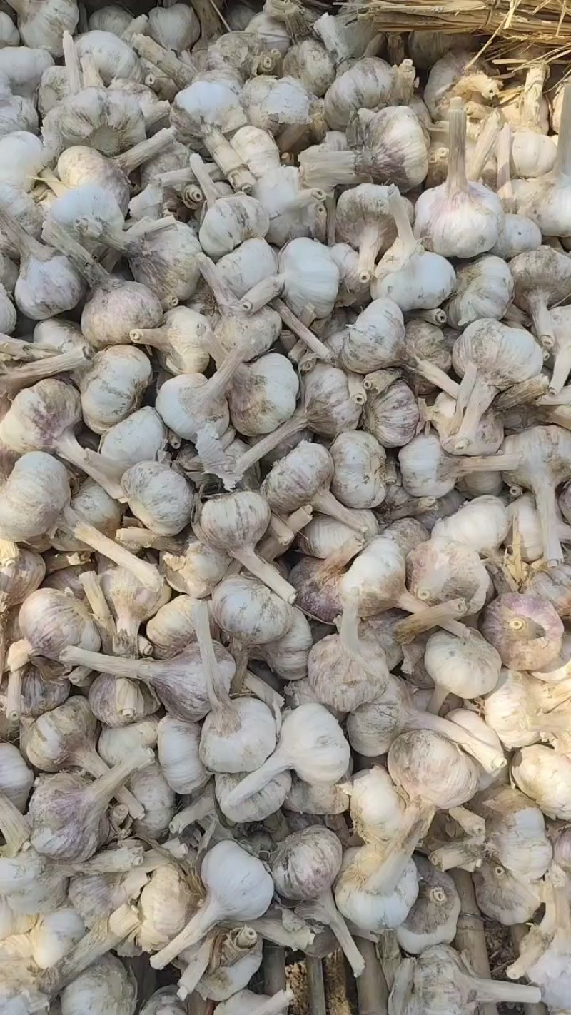 金乡，鱼台红大蒜