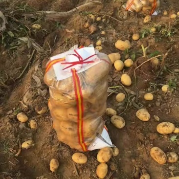 沃土黄心土豆，三两起