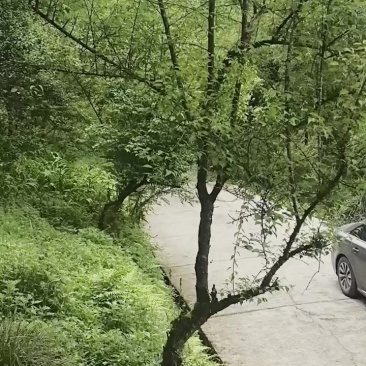 马边青梅