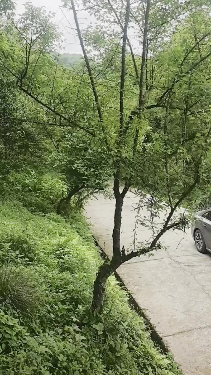 马边青梅