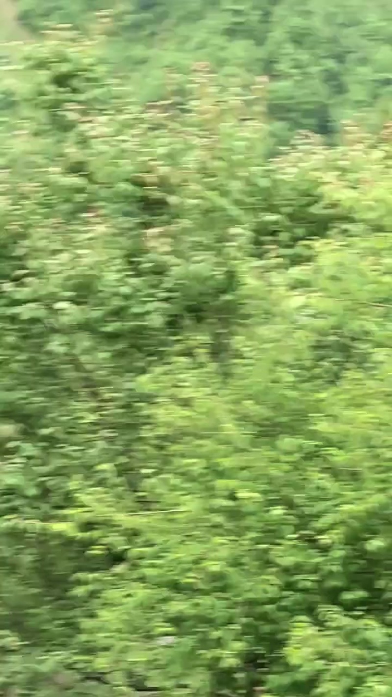 马边青梅