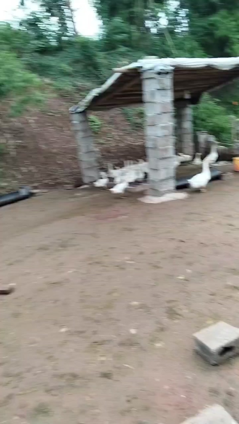 农村散养鹅