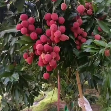 永春状元红荔枝