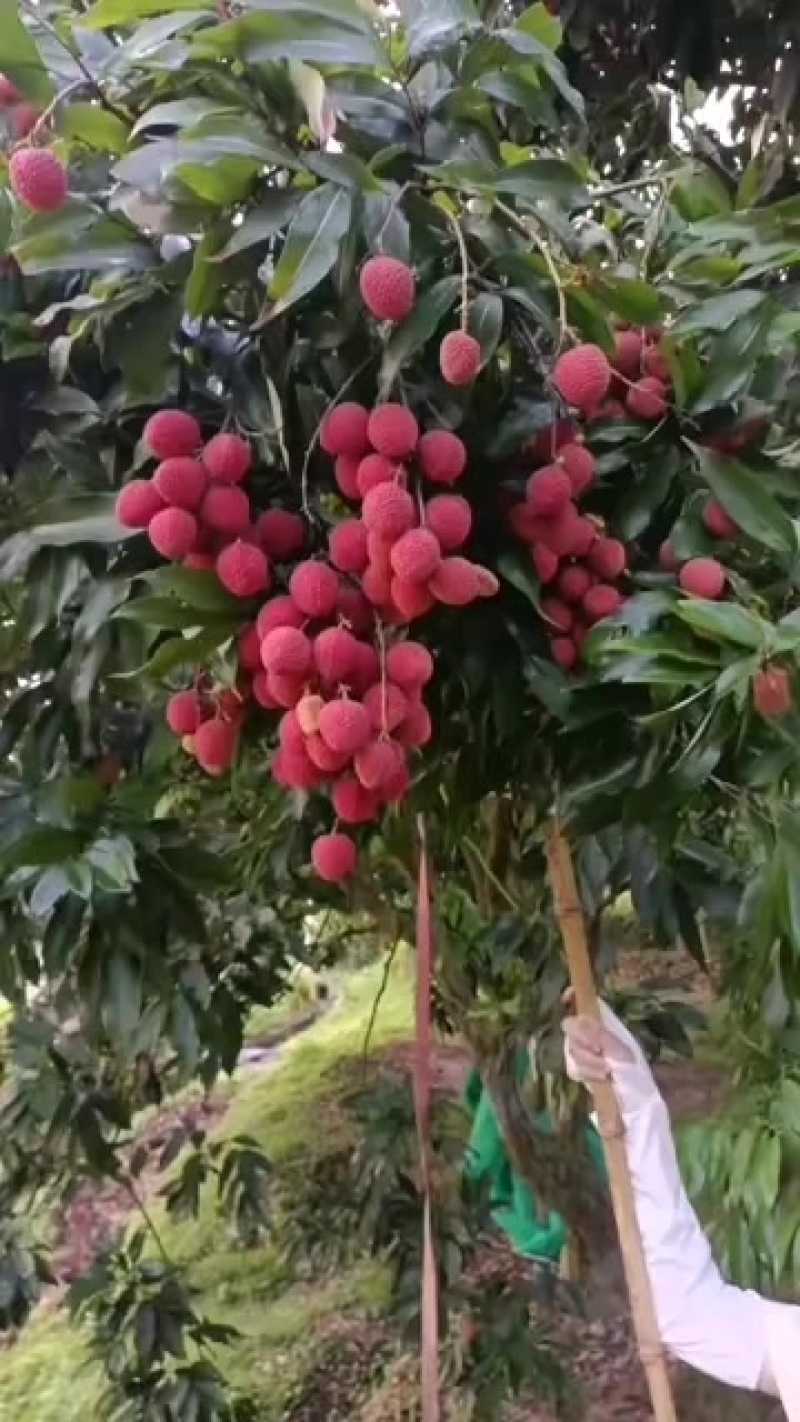 永春状元红荔枝