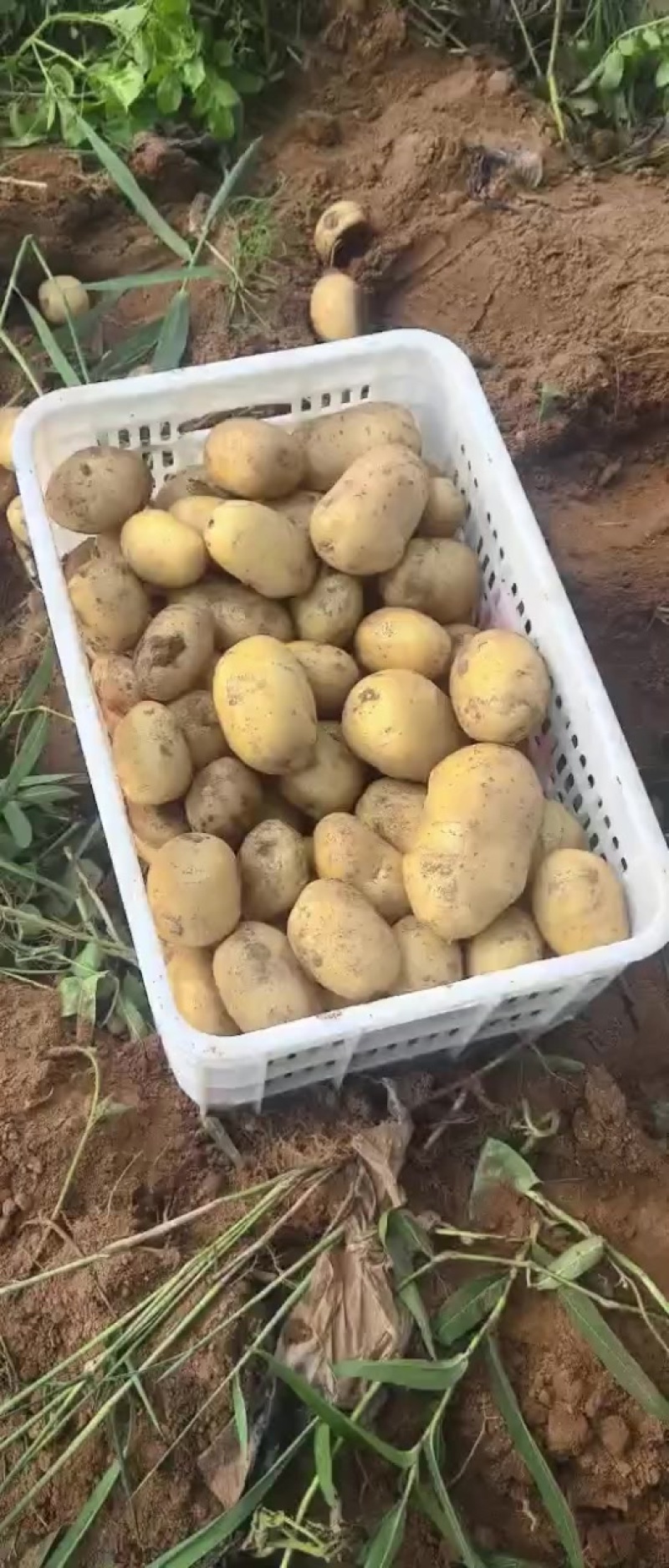 黄心土豆，地里现出