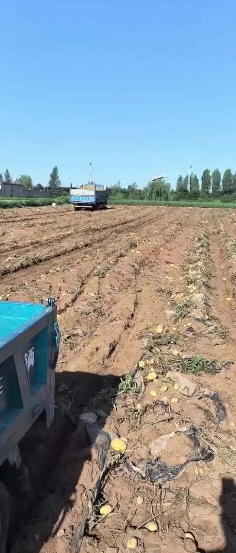 黄心土豆，地里现出