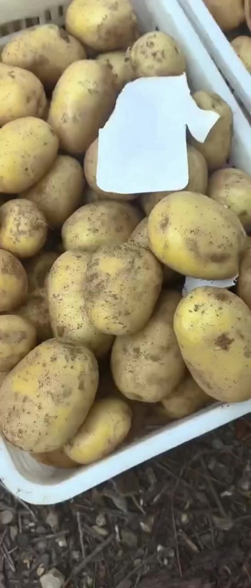 黄心土豆，地里现出