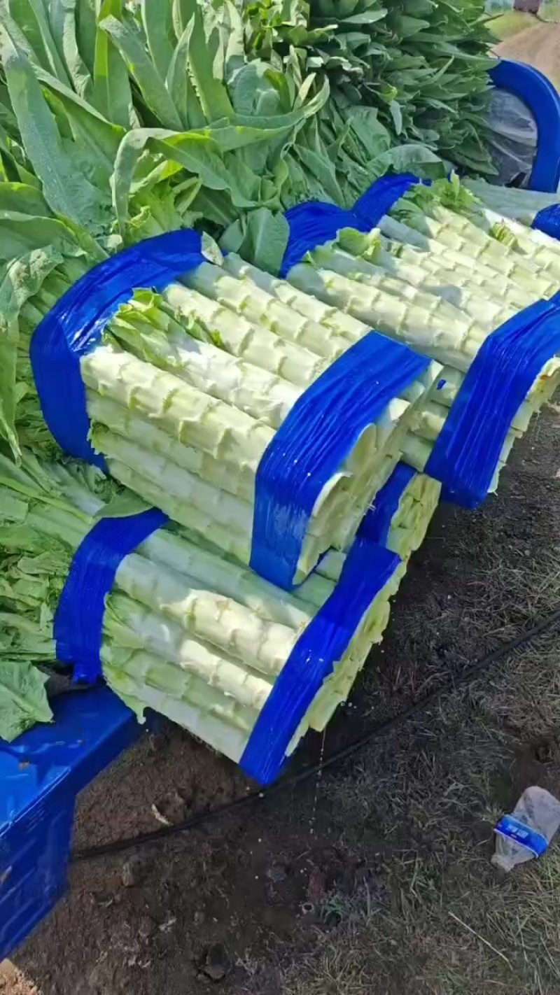 张北精品莴笋
