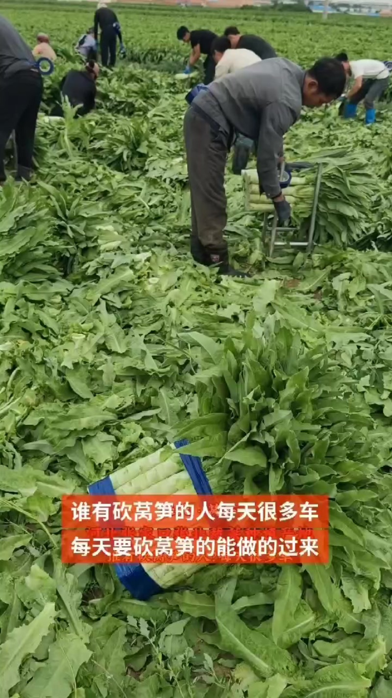 张北精品莴笋