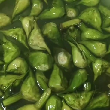 批发青菱角