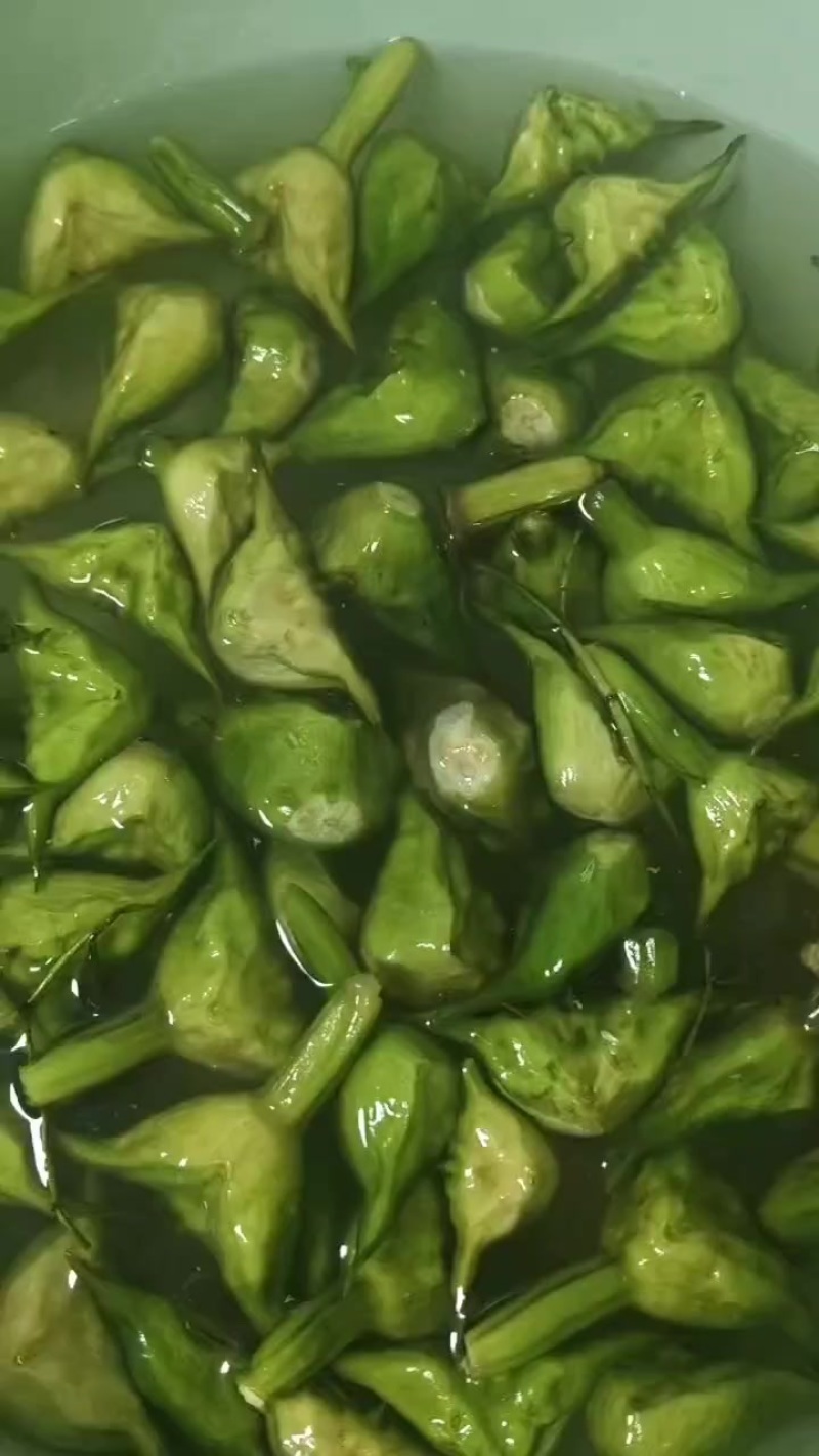 批发青菱角