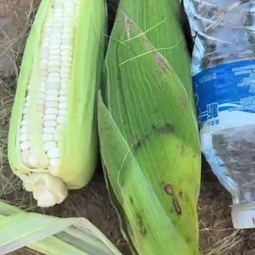 粘糯玉米