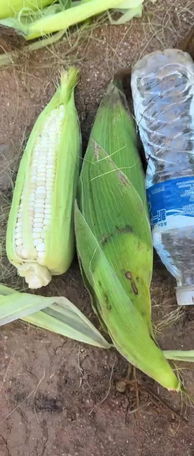 粘糯玉米