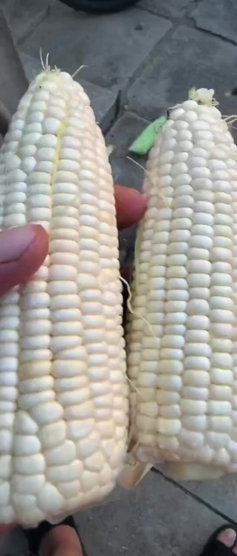 粘糯玉米