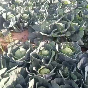 甘蓝