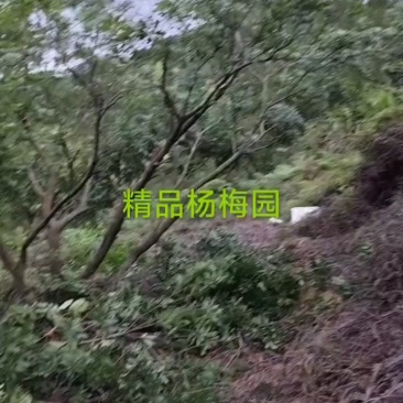 东魁杨梅
