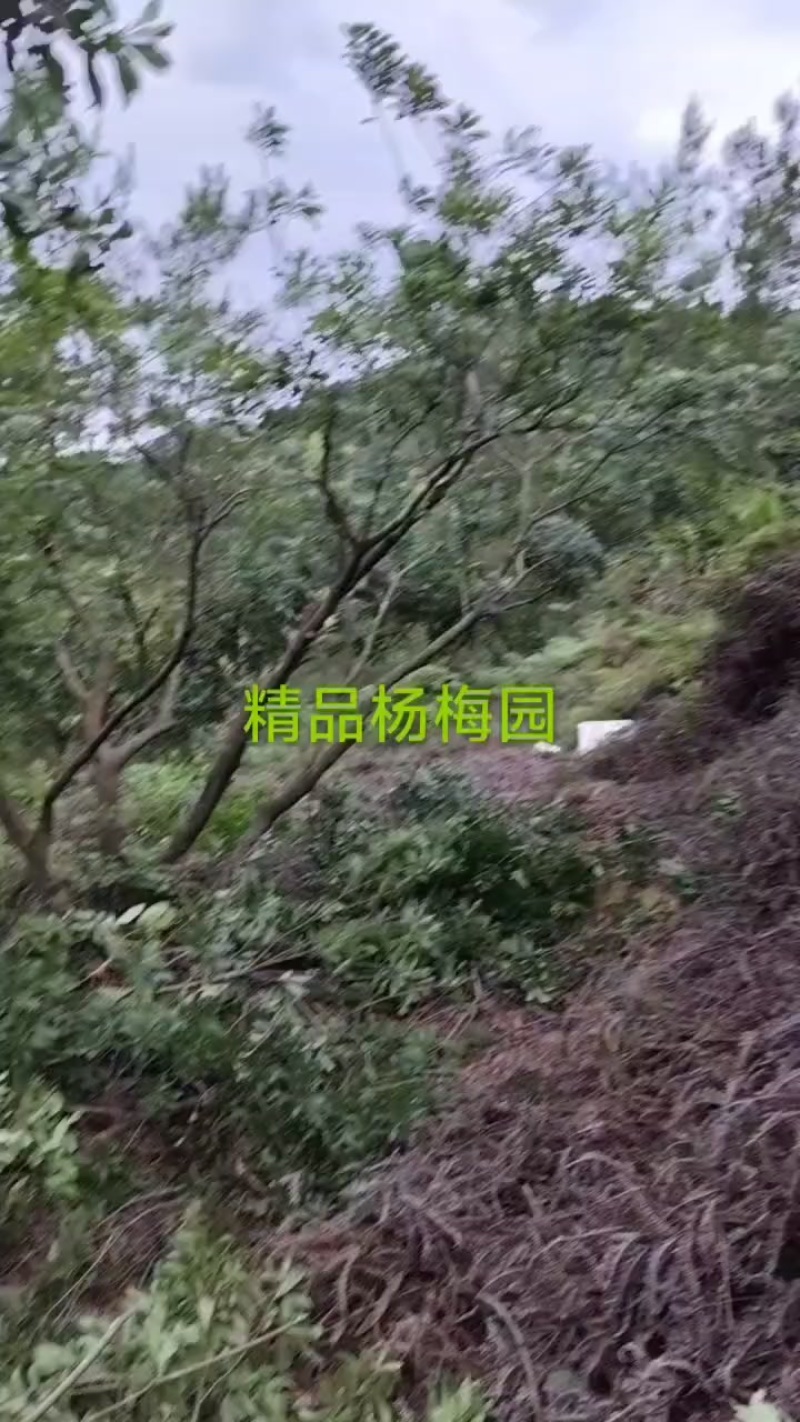 东魁杨梅