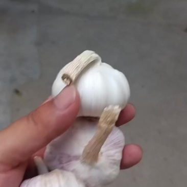 大蒜