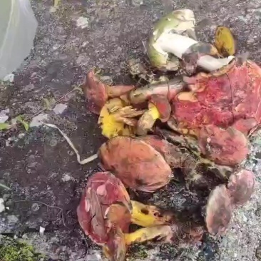 食用菌