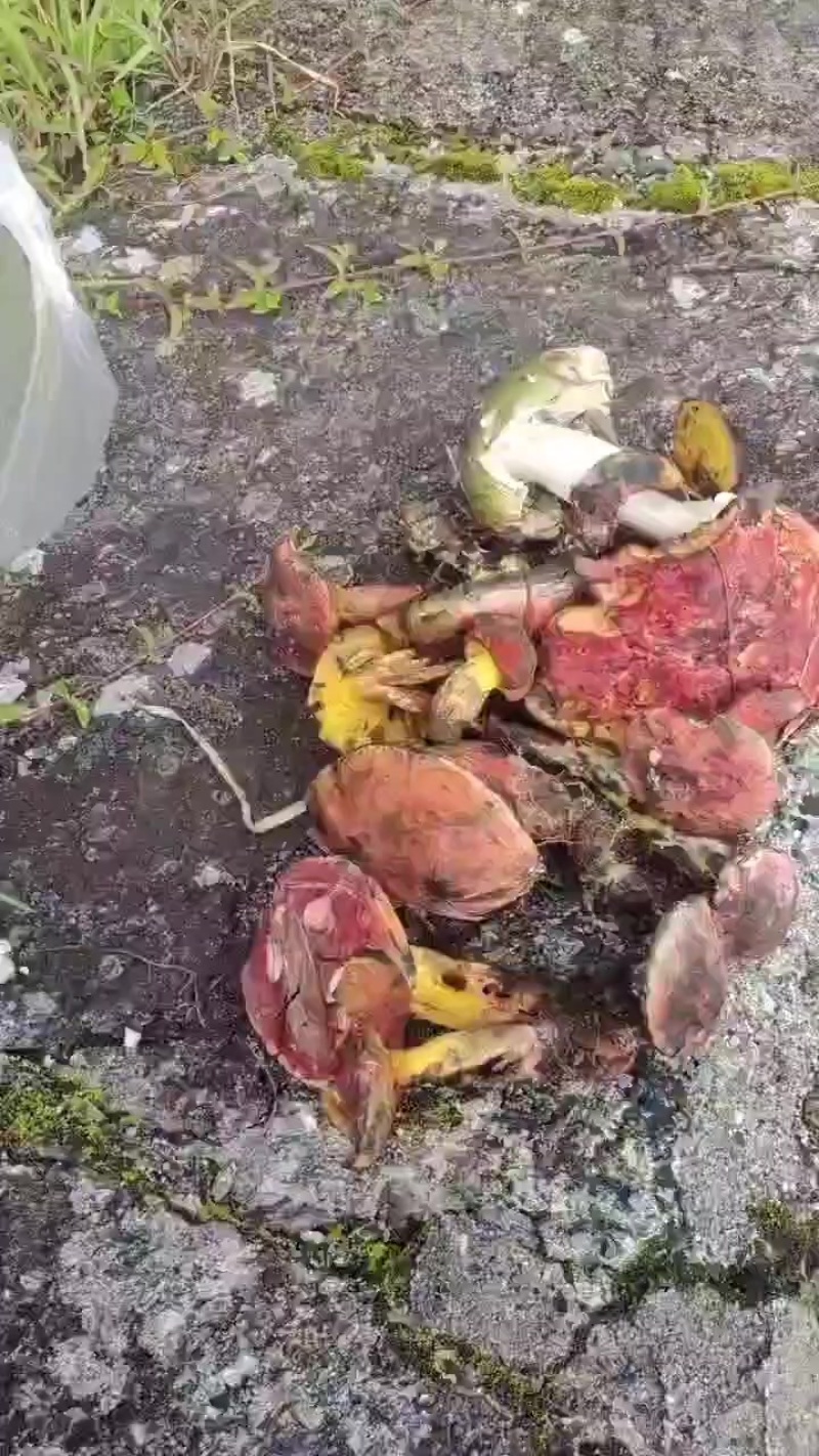 食用菌