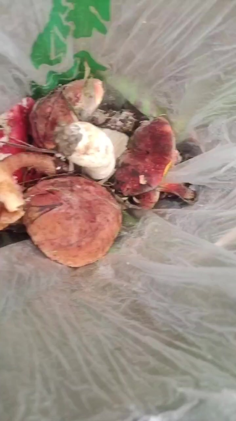 食用菌