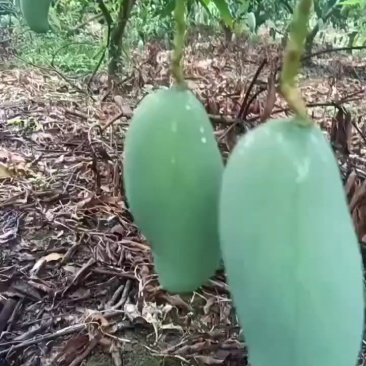 自家果园里种的桂七芒果