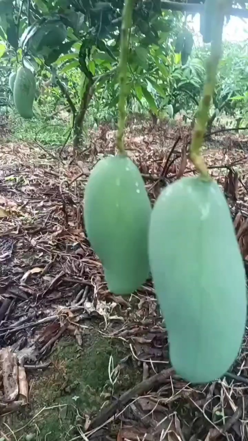 自家果园里种的桂七芒果
