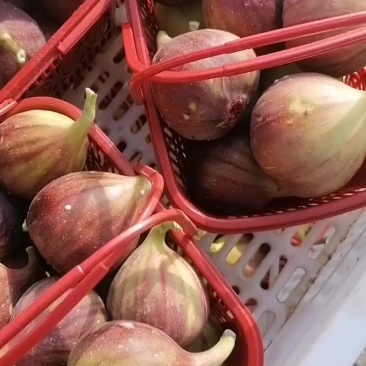 老板你好，今天是7月11号，无花果价格很不错，有意的联系