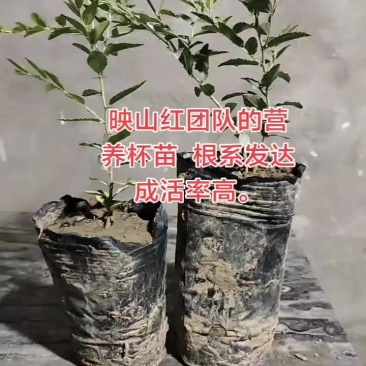 山西晋中映山红酸枣苗出售
