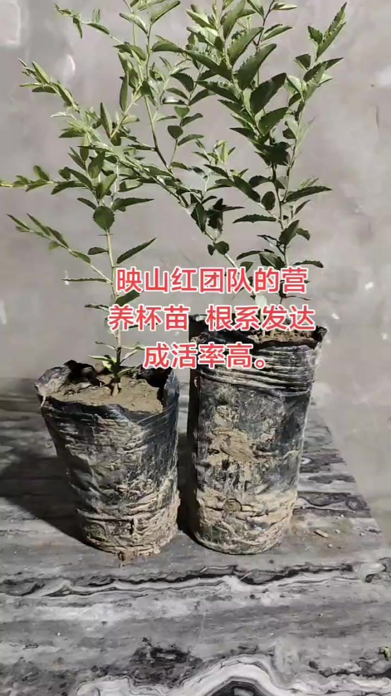 山西晋中映山红酸枣苗出售