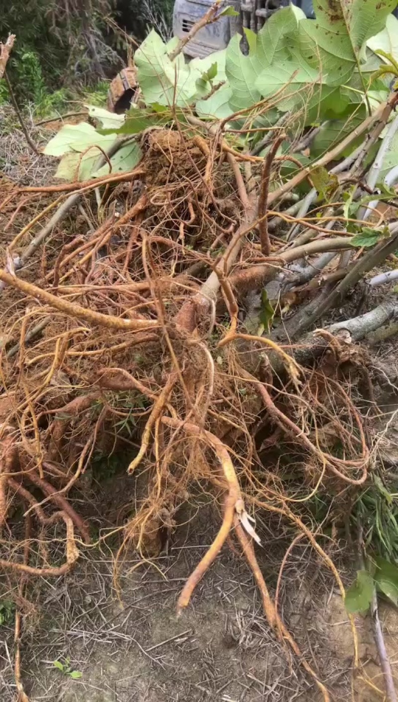 九指毛桃
