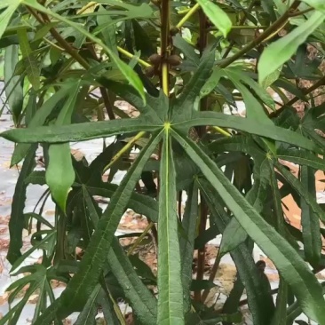 九指毛桃