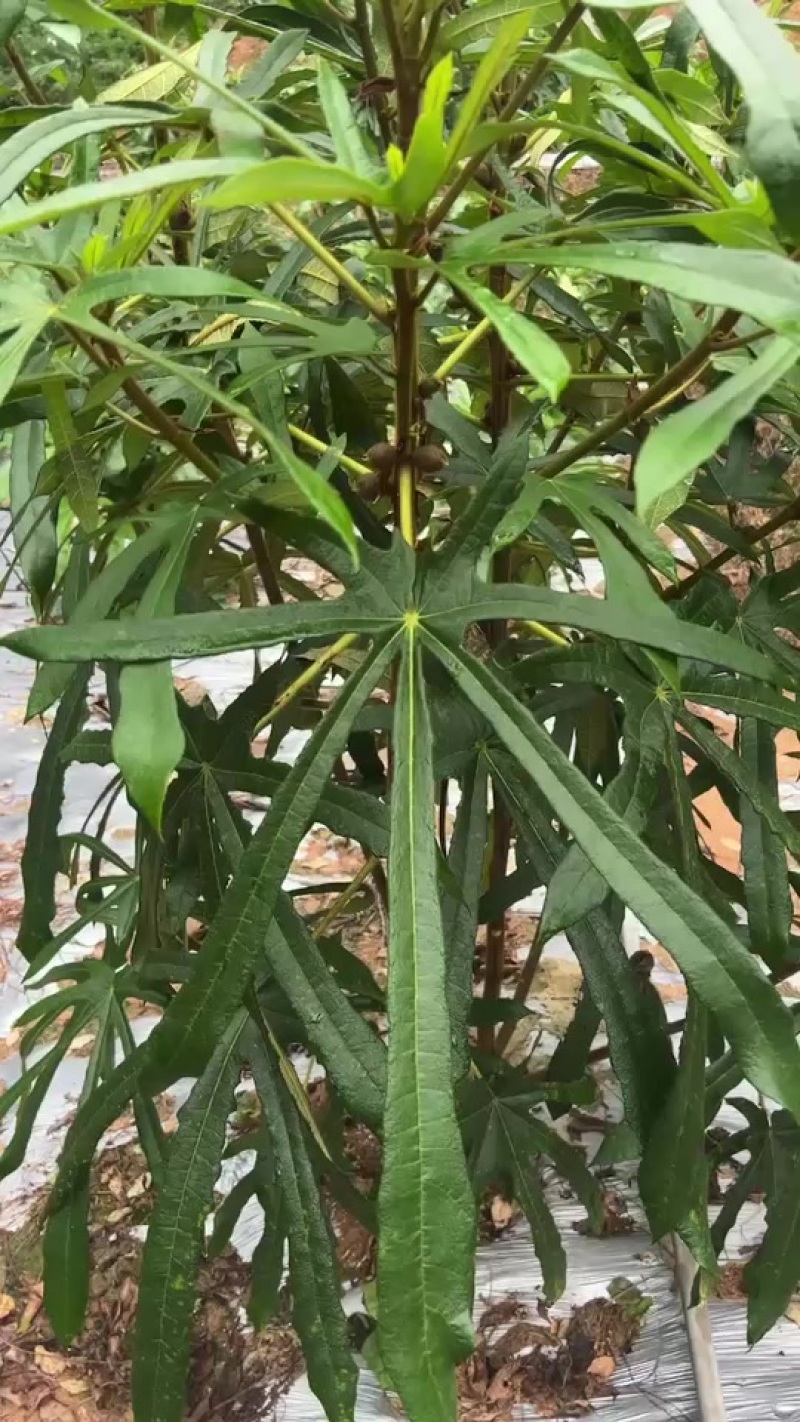九指毛桃