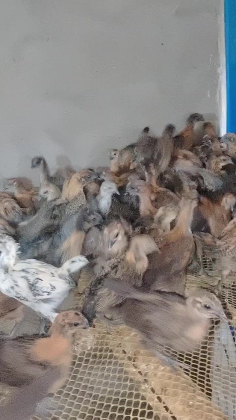 脱温阉鸡苗