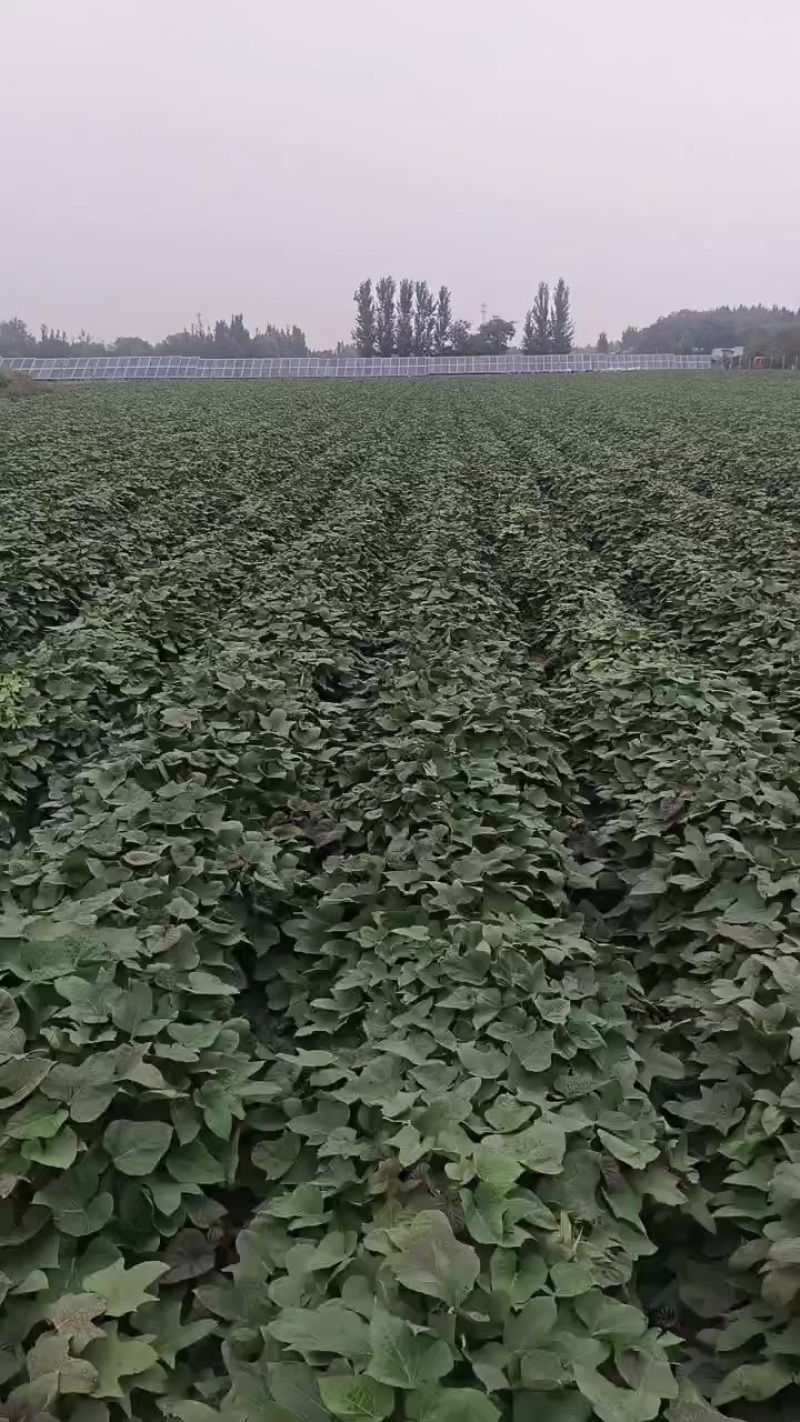 烟薯