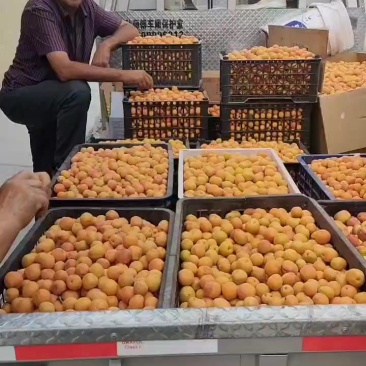新疆伊犁树上干杏