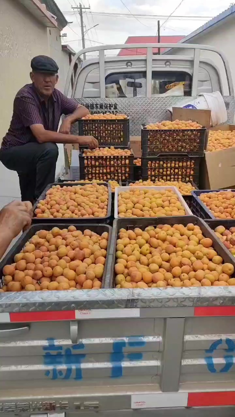 新疆伊犁树上干杏